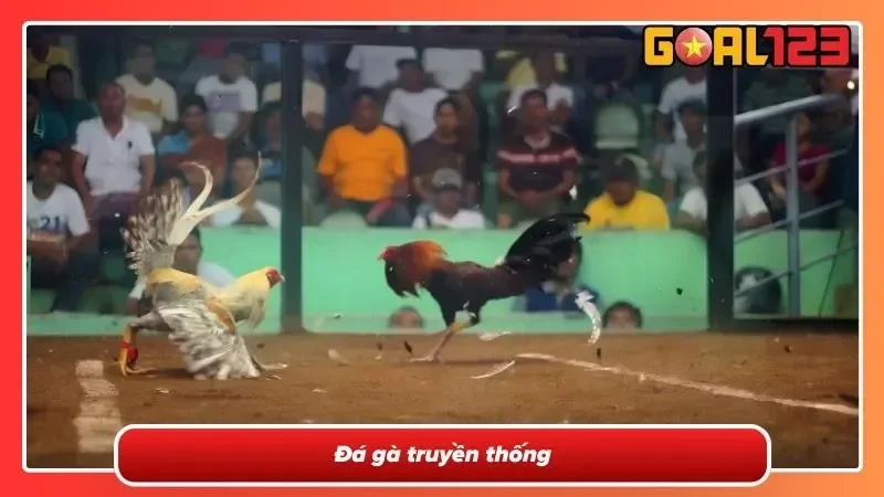 Đá gà truyền thống cực kỳ  hấp dẫn