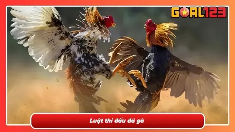 Trọng tài kiểm tra tình trạng của chiến kê