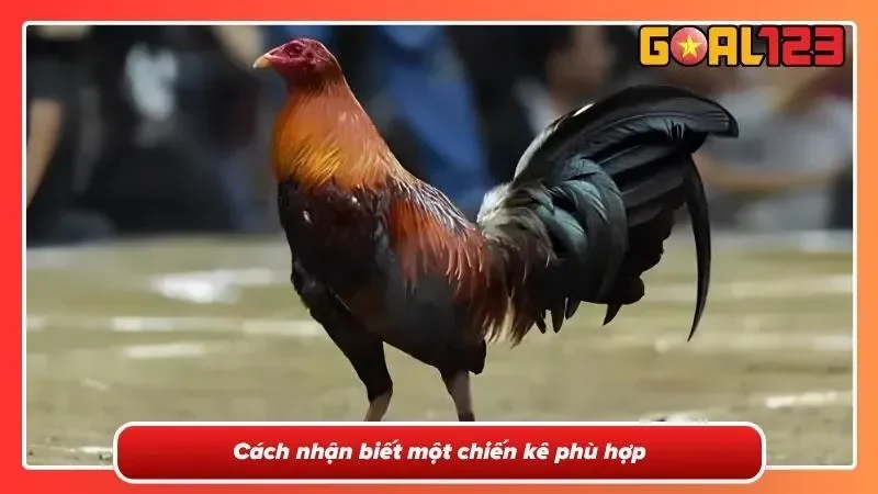 Hình ảnh chiến kê với thể trạng săn chắc
