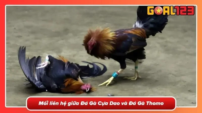 Không khí sôi động tại trường đấu Thomo