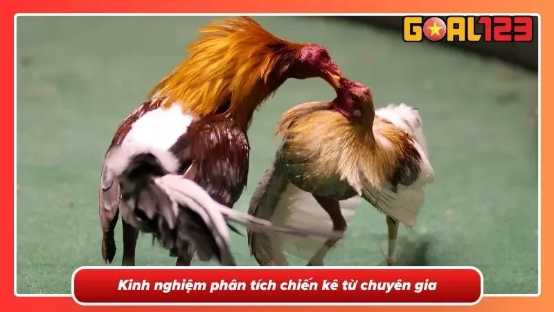 Đá Gà Trực Tiếp C1- Theo Dõi Những Trận Đấu Đỉnh Cao 4 Kinh nghiệm từ chuyên gia về phân tích chiến kê